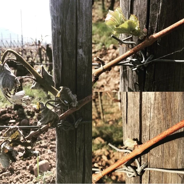 Alsatian winemaker Olivier Humbrecht posted these photos on his Instagram page with the comment, "what a difference two weeks makes." Frost devastated some of Humbrecht's top vineyards in late April.