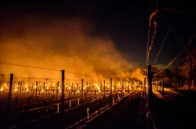 In England growers lit smudge pots and small fires to warm their vineyards. PHOTO: Julia Claxton: International Garden Photographer of the Year/Royal Photographic Society Silver Medallist.