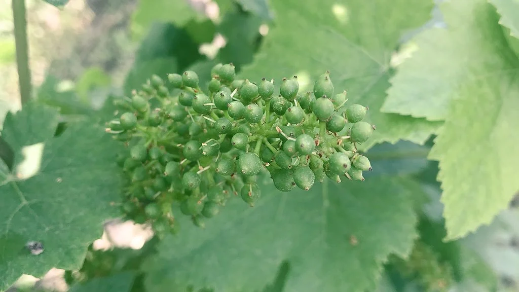 From JB's twitter feed, pinot noir berries, just post-flowering in Verzenay, posted on June 5 (Photo: Champagne Louis Roederer)