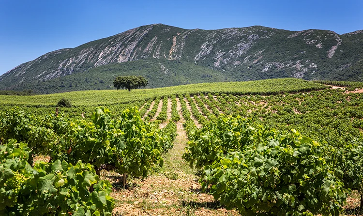Wines of the Setubal Peninsula