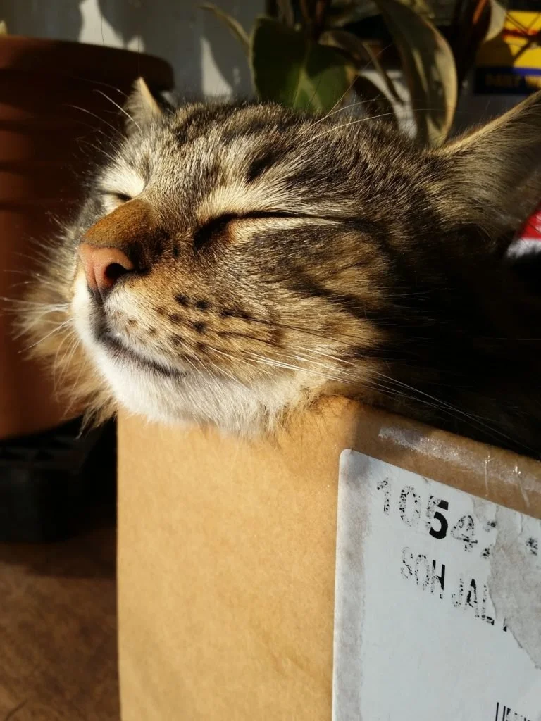 “Cats and beer. It’s what we do.”