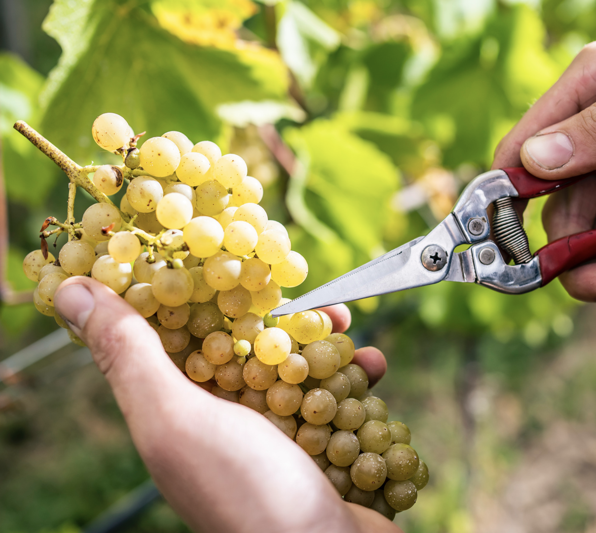 Austrian Wine: Where Tradition Meets Innovation