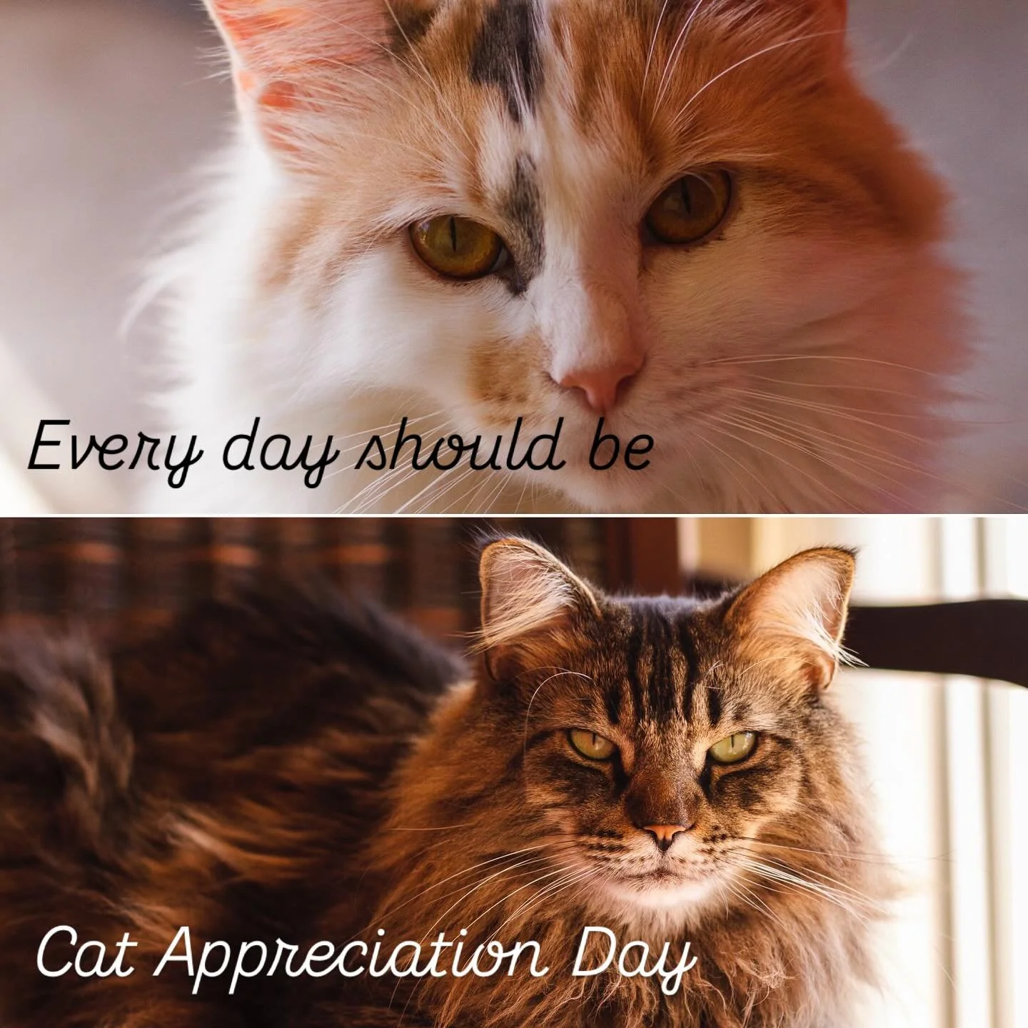 When I told Callie and Vino that today is Cat Appreciation Day they noted they expected adoration every day. Such is the life of a Cat Valet