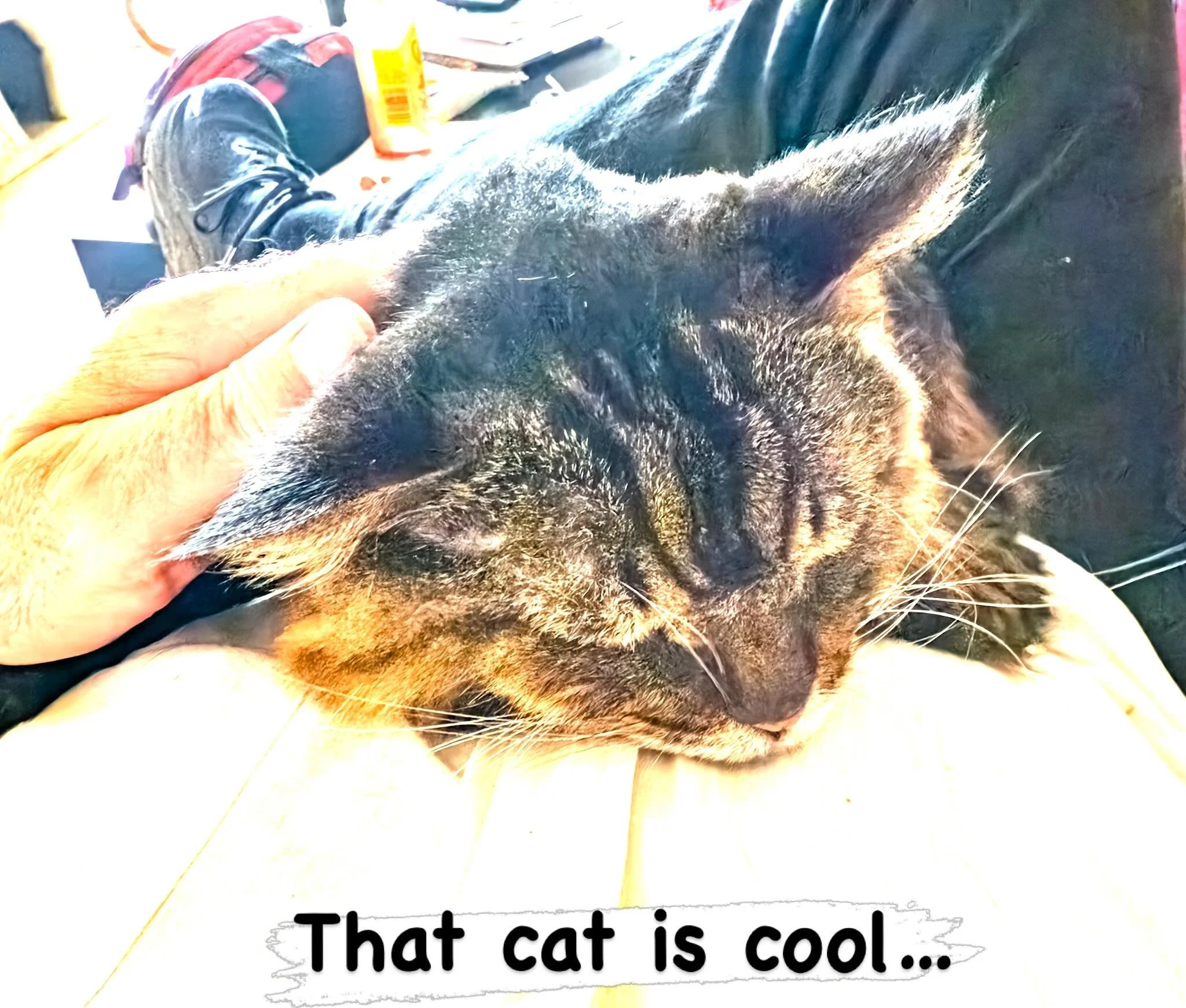 This is what safe looks like. Nothing beats a cat on your chest. Of course you can&rsquo;t move a muscle, but that&rsquo;s pet parenthood.