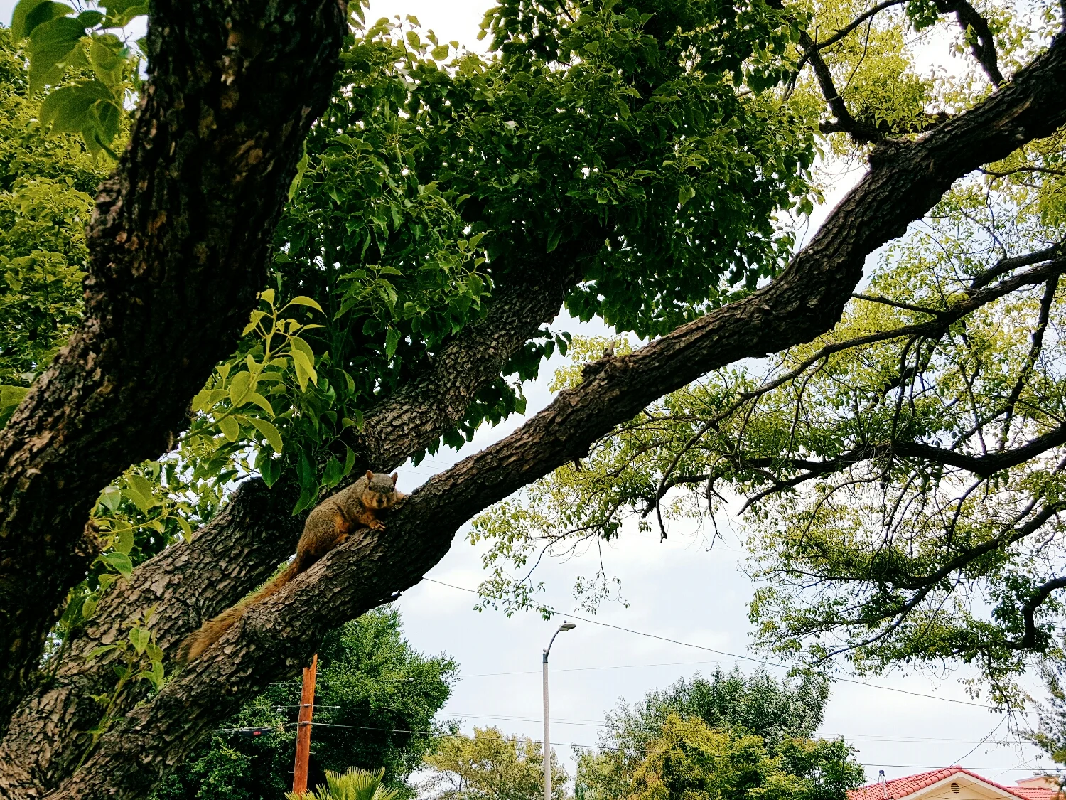 Turns out squirrels don't like get chased up trees by dogs. 