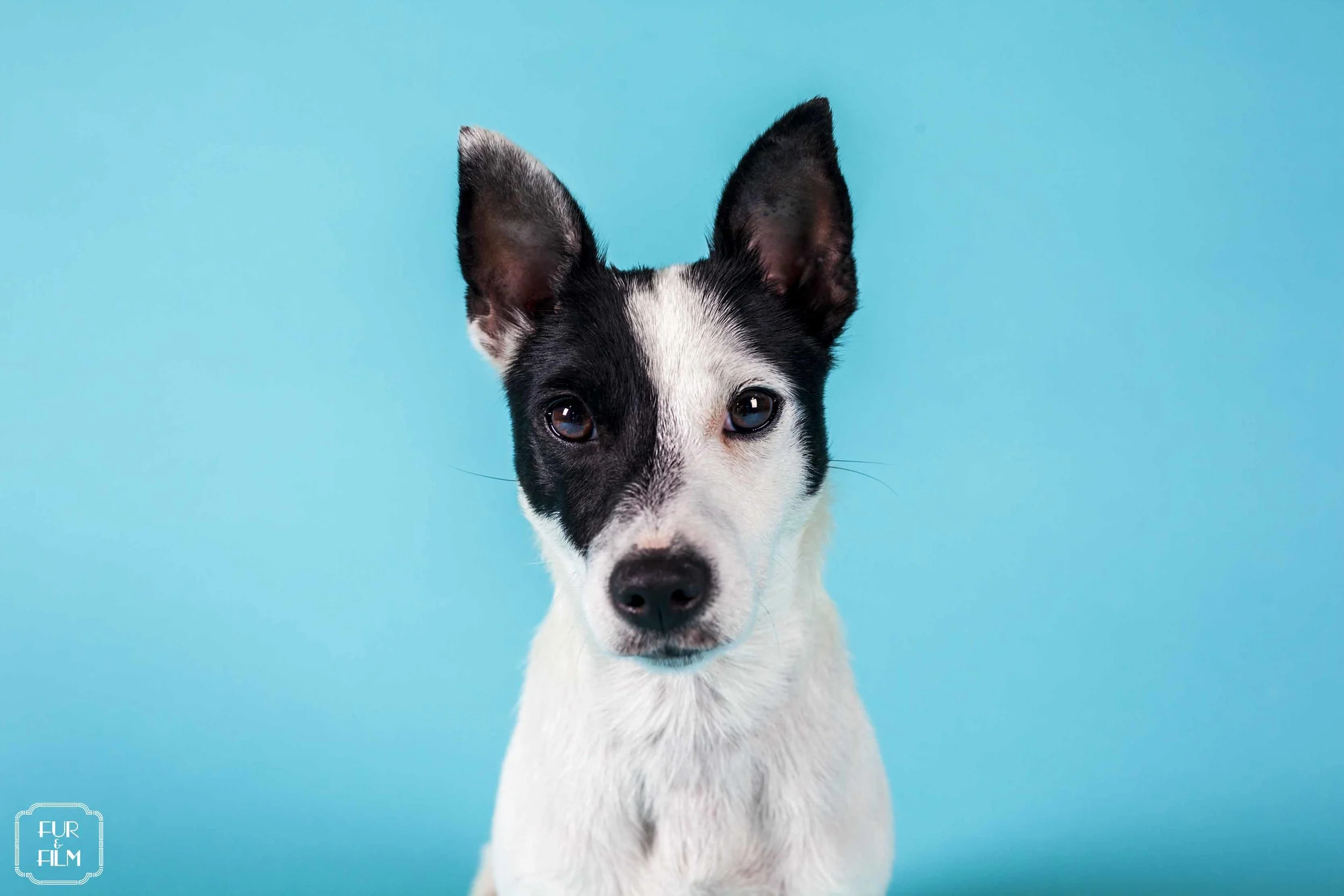 Fur & Film - Harper 9437.jpg