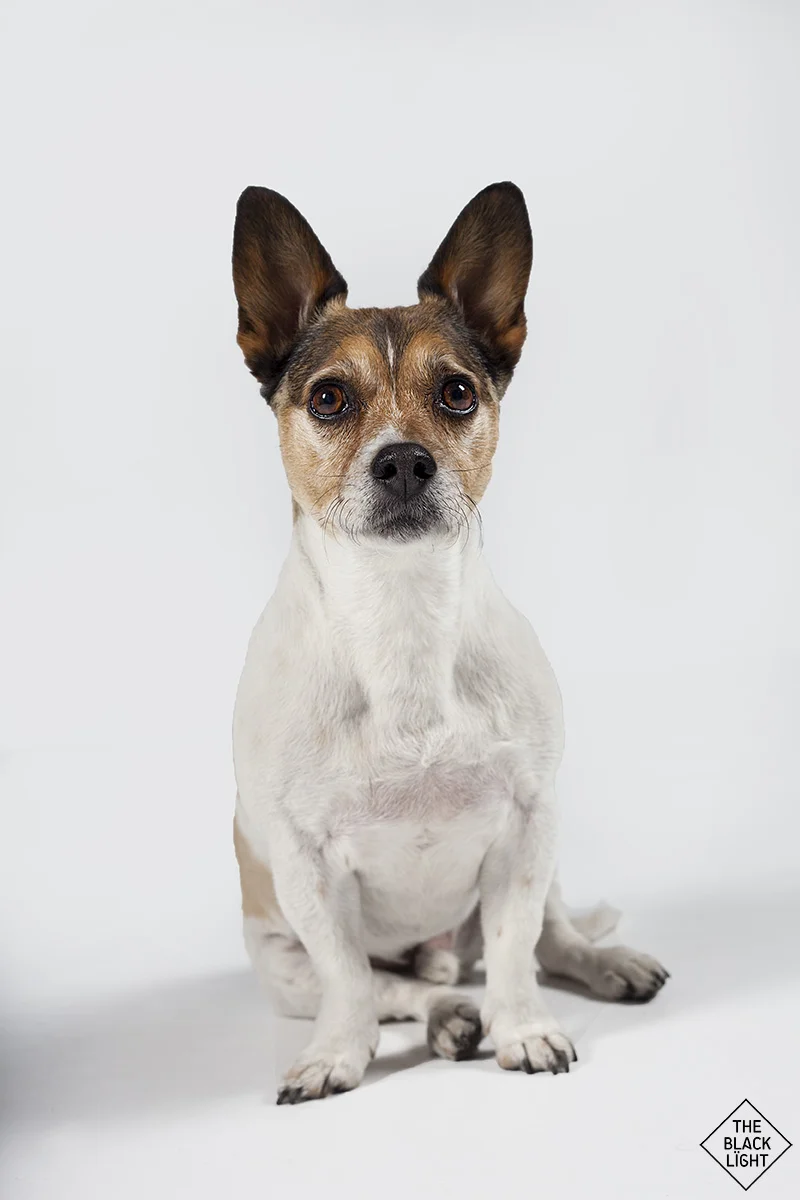 The Black Light - Buda8407 - May2013.jpg