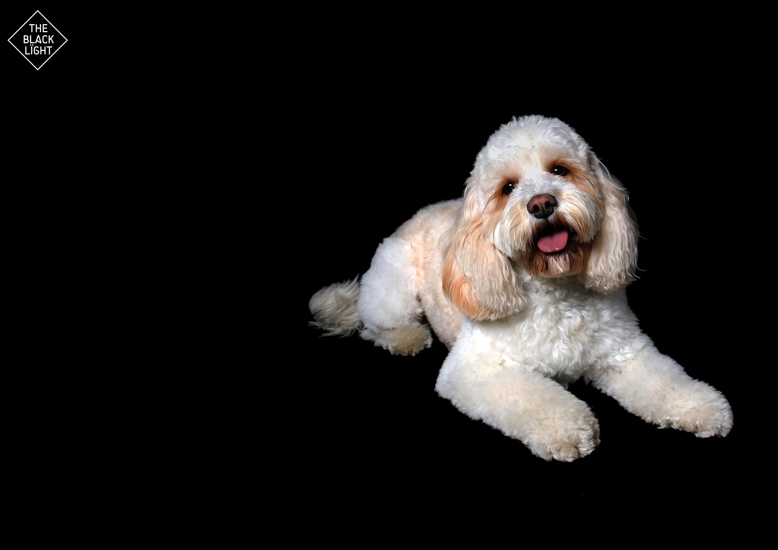 The Black Light - Jasper5184 - Aug2013.jpg