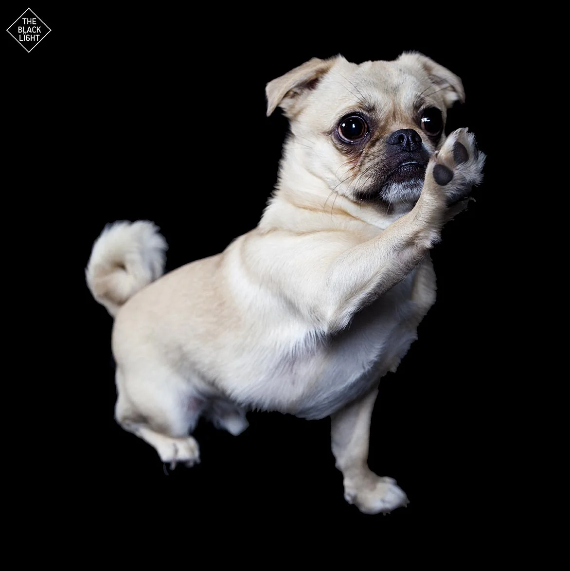 The Black Light - Pugsley8521 - Aug2013.jpg