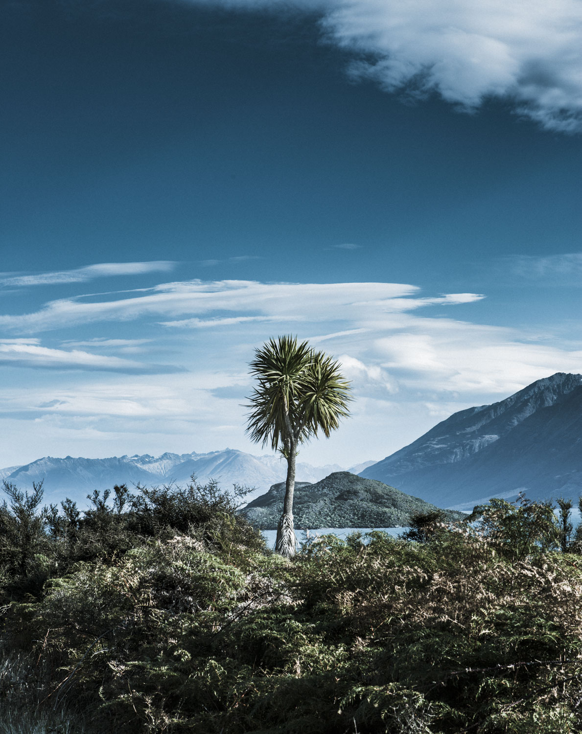 Cabbage Tree by Spid