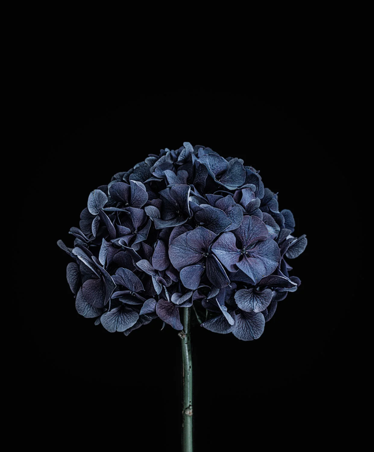 Spid Pye_Hydrangea Flower_DSC4087_Print.jpg