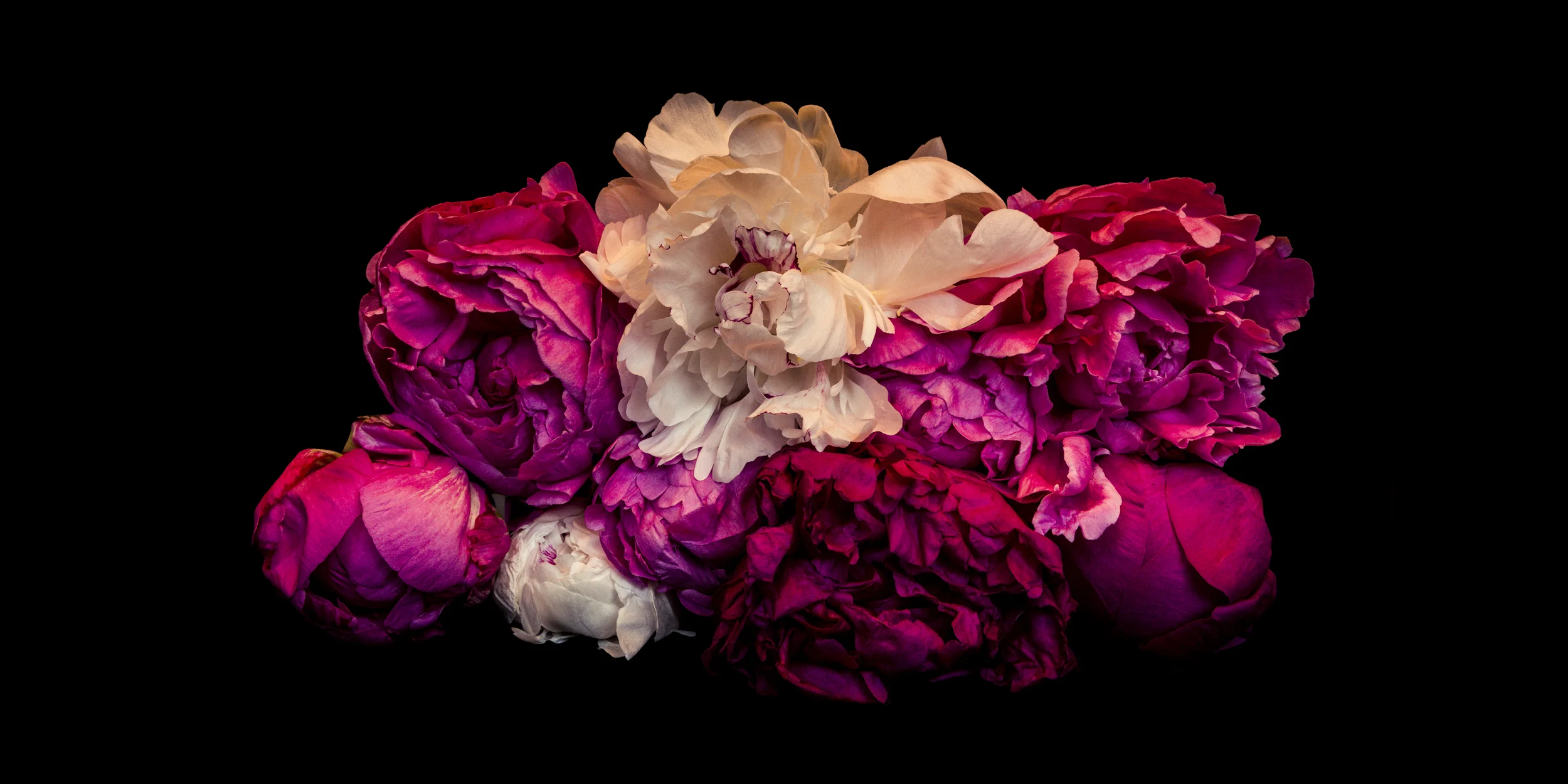 Pye Spid_Peony flowers 2x1.jpg