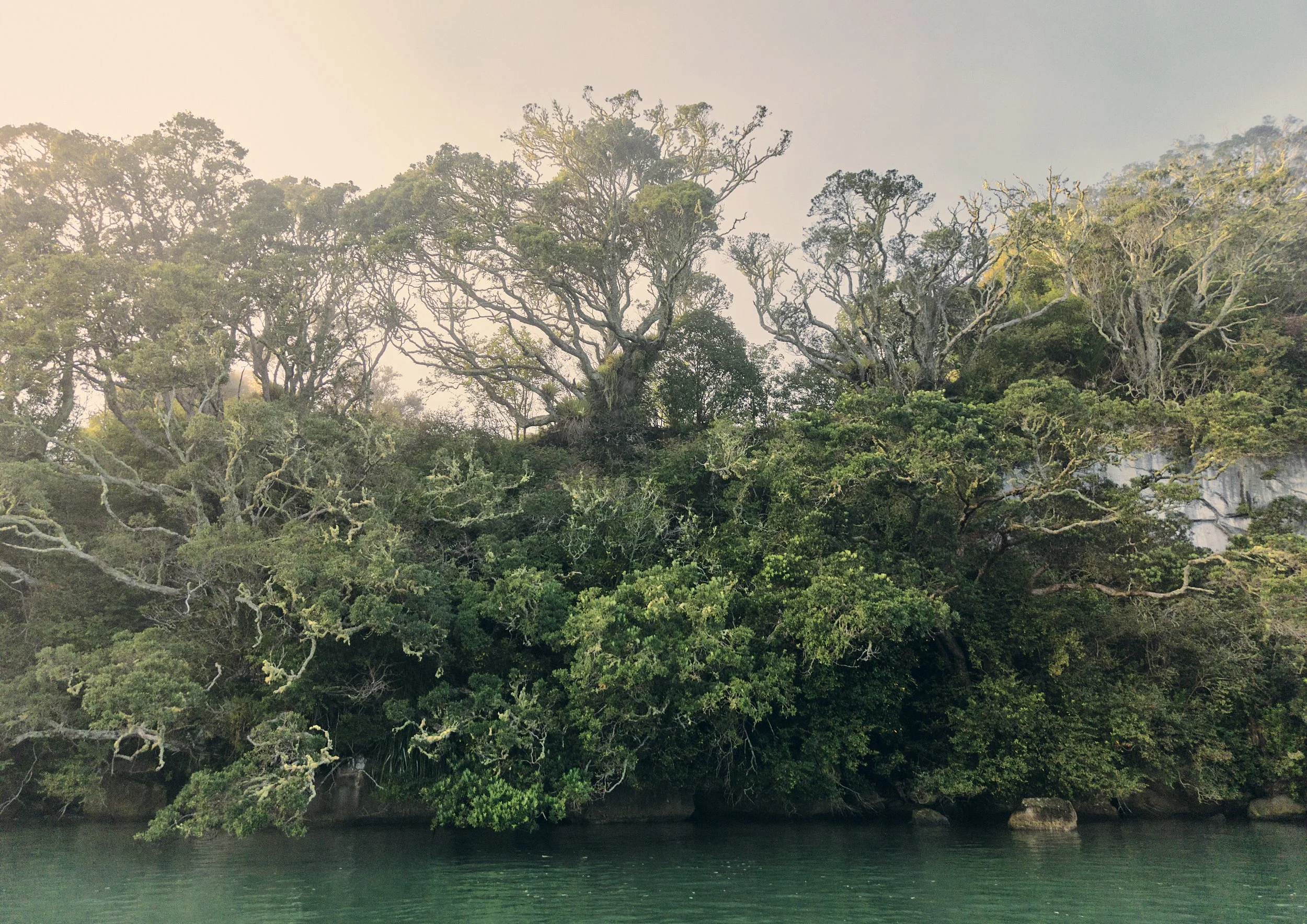 Rākau_
archival museum grade fine art paper_
600 x 850 cm_
Edition of 8 + 2 AP