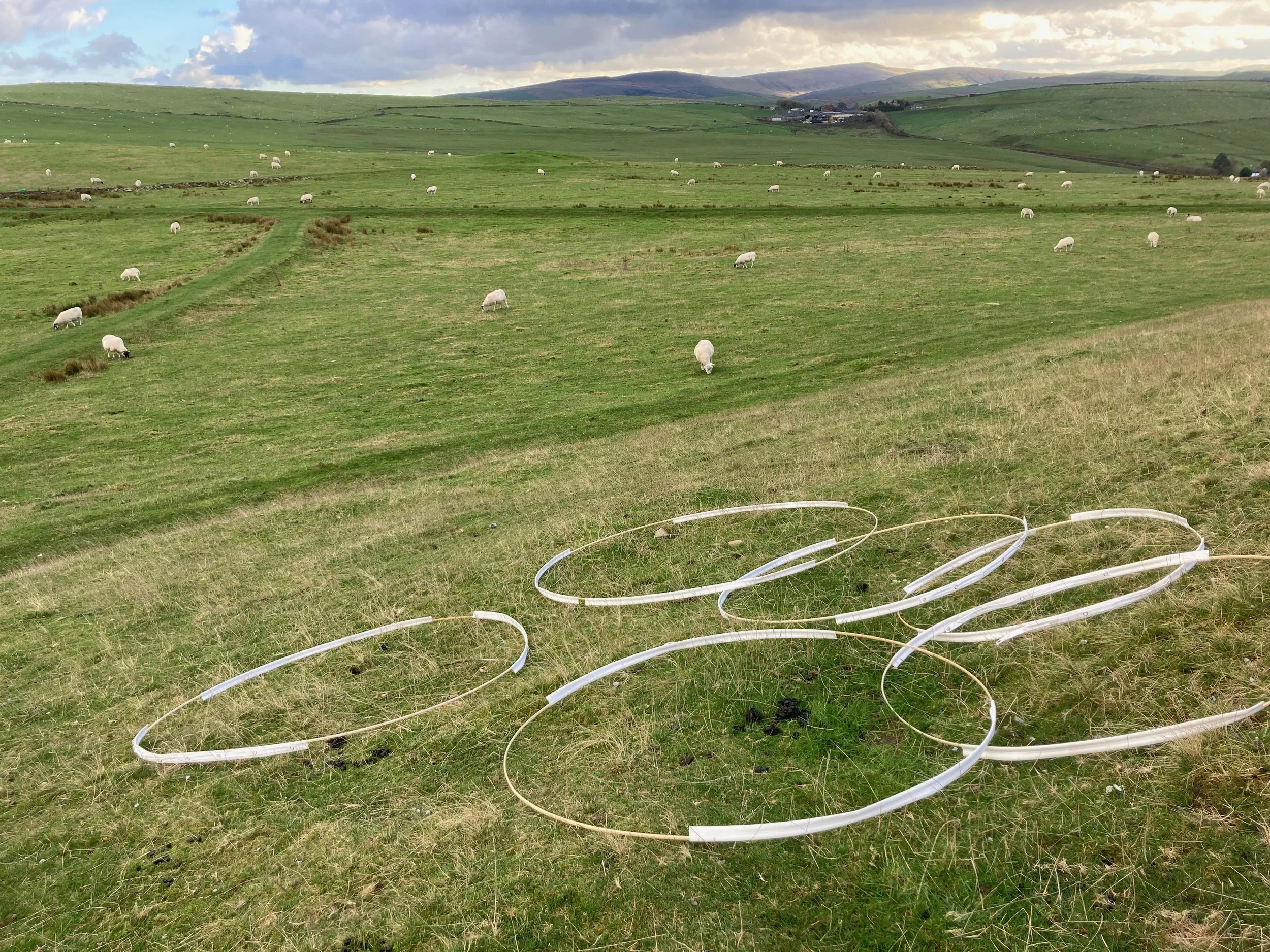 circles on ground.jpg