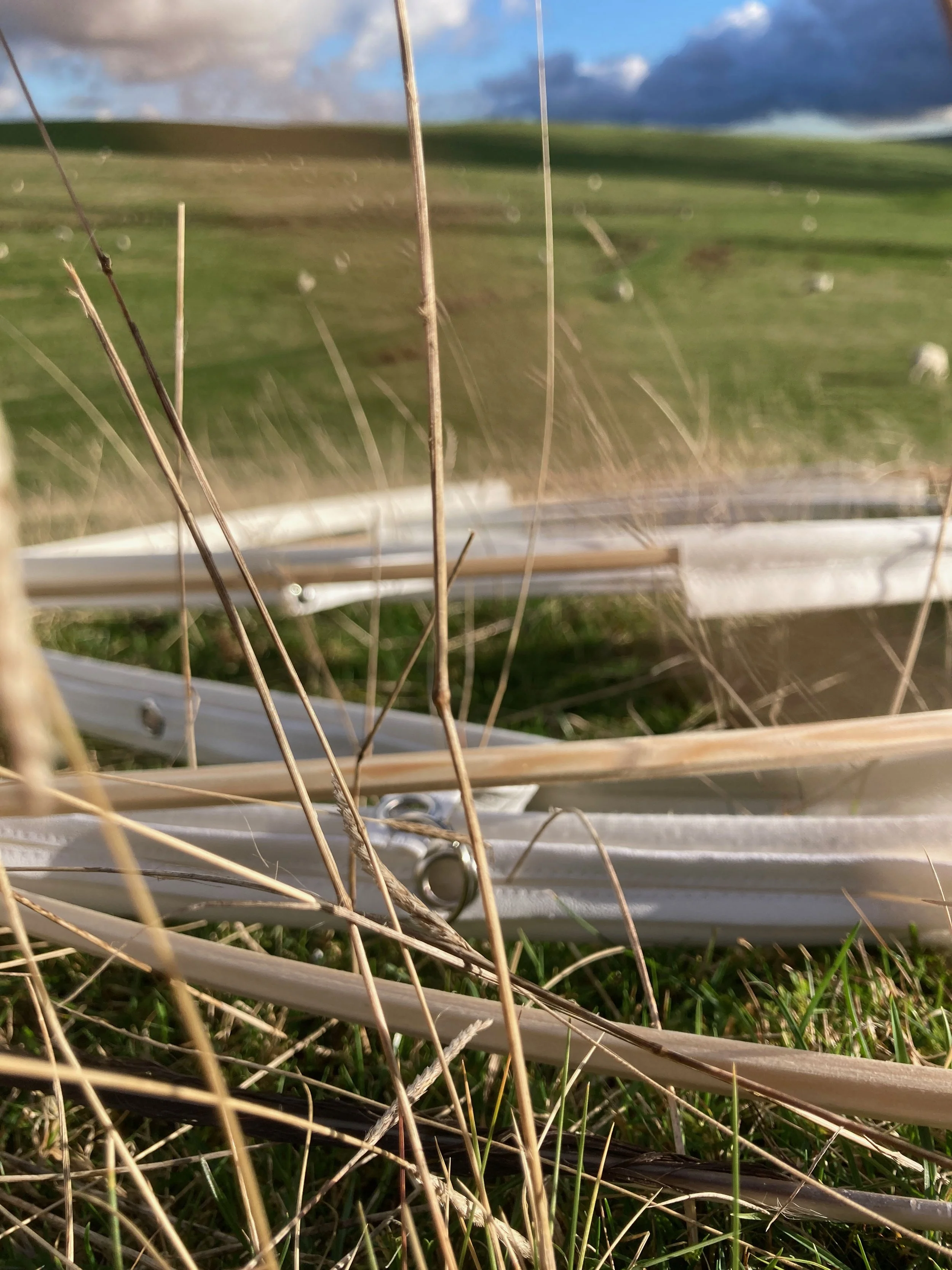 circles close up grass.jpg