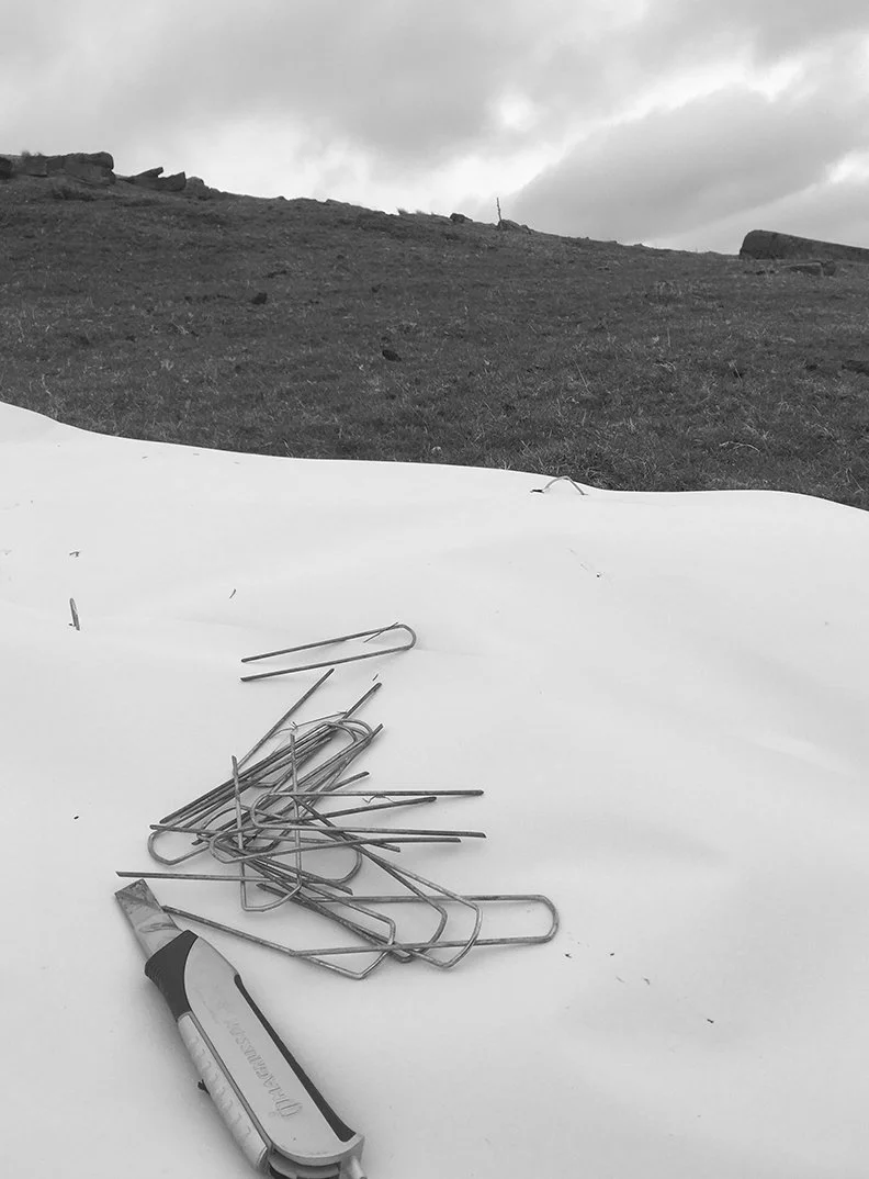needles and land.jpg