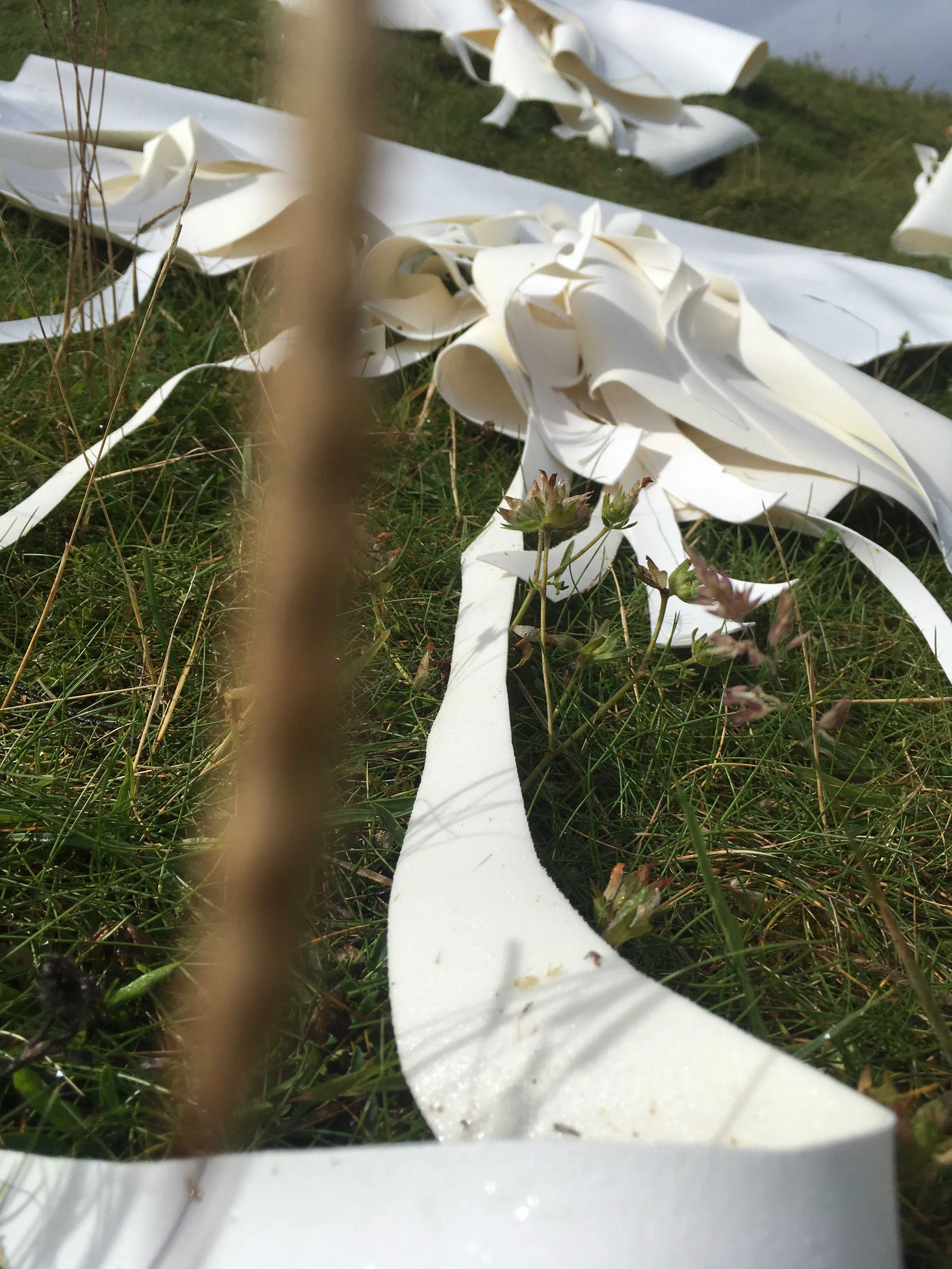 with grass in midddle.jpg