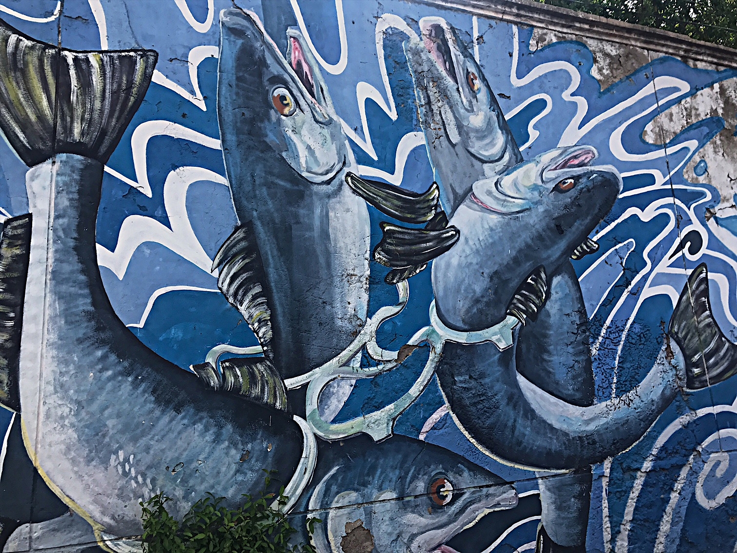 Interlocked Fishes in Getsemani neighborhood