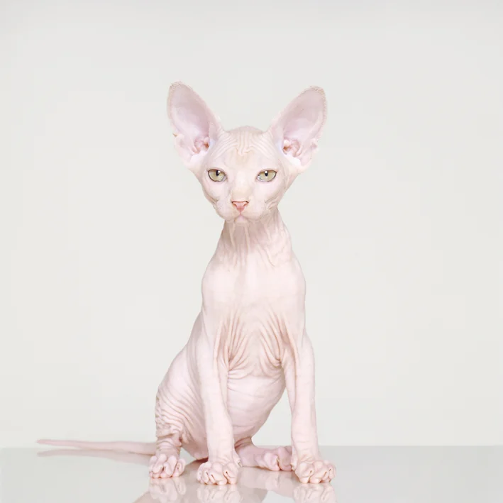 petrina-hicks-visual atelier 8-6.jpg