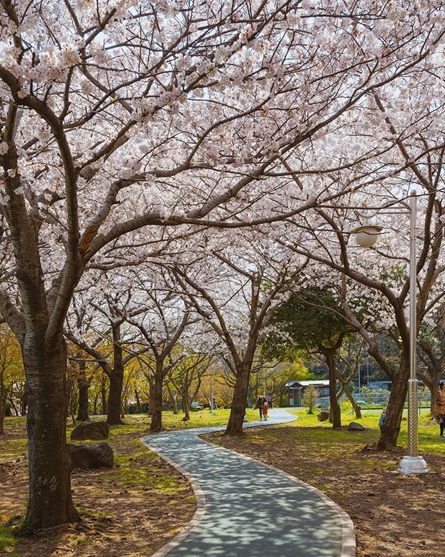 Under the canopy of spring.