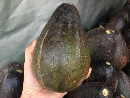 avocado.jpg