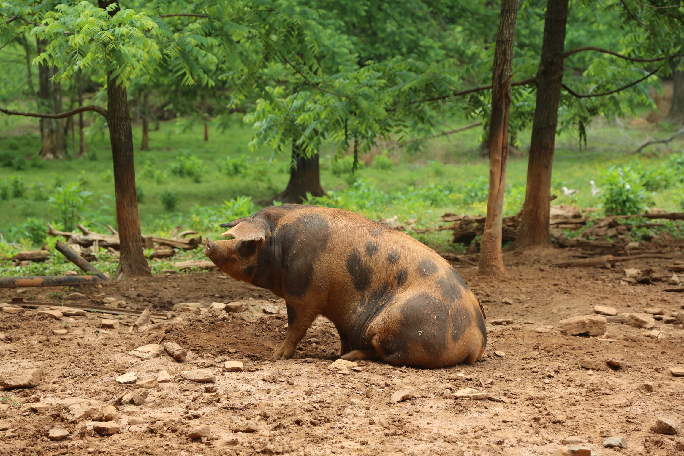 A far cry from the pigs that end up as pork in the grocery store.