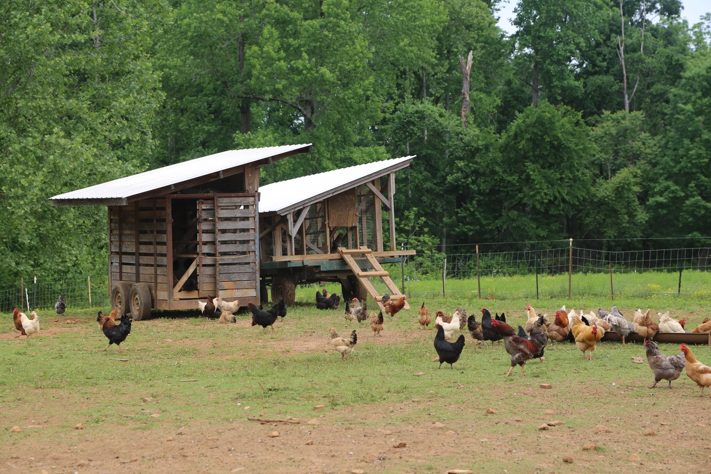 Chickens picking through pasture that has been eaten by ruminants.