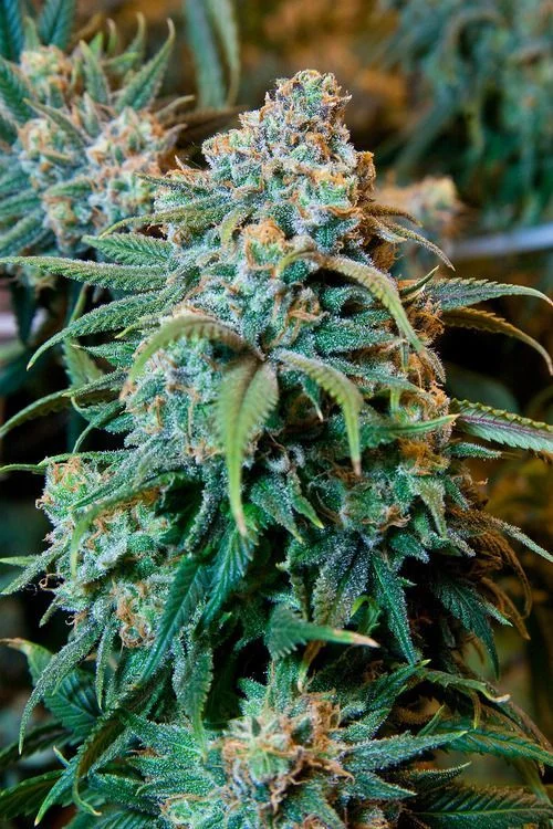 Adult female marijuana plant.