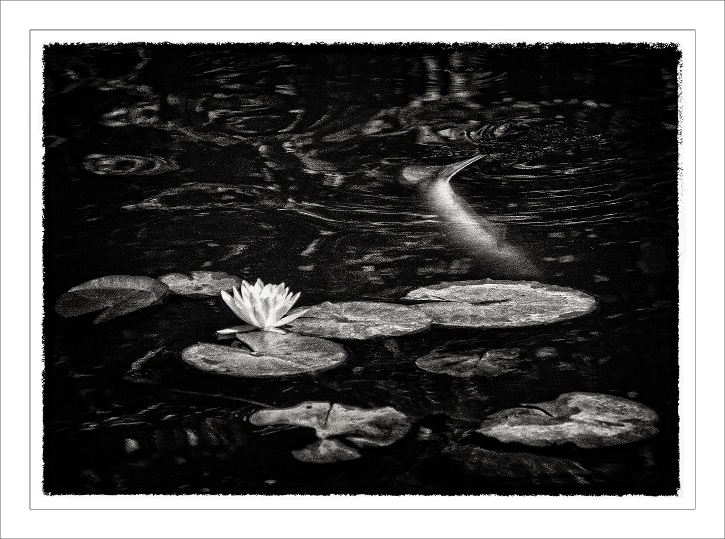 Lily Pad Flower