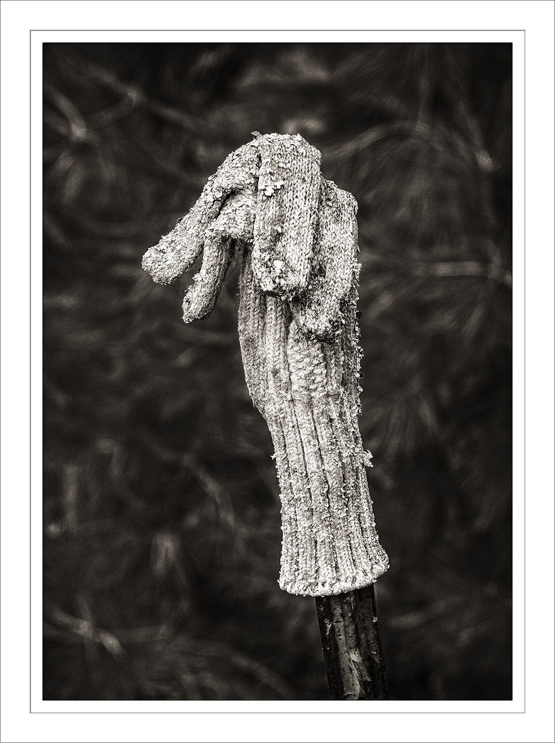 Old Glove