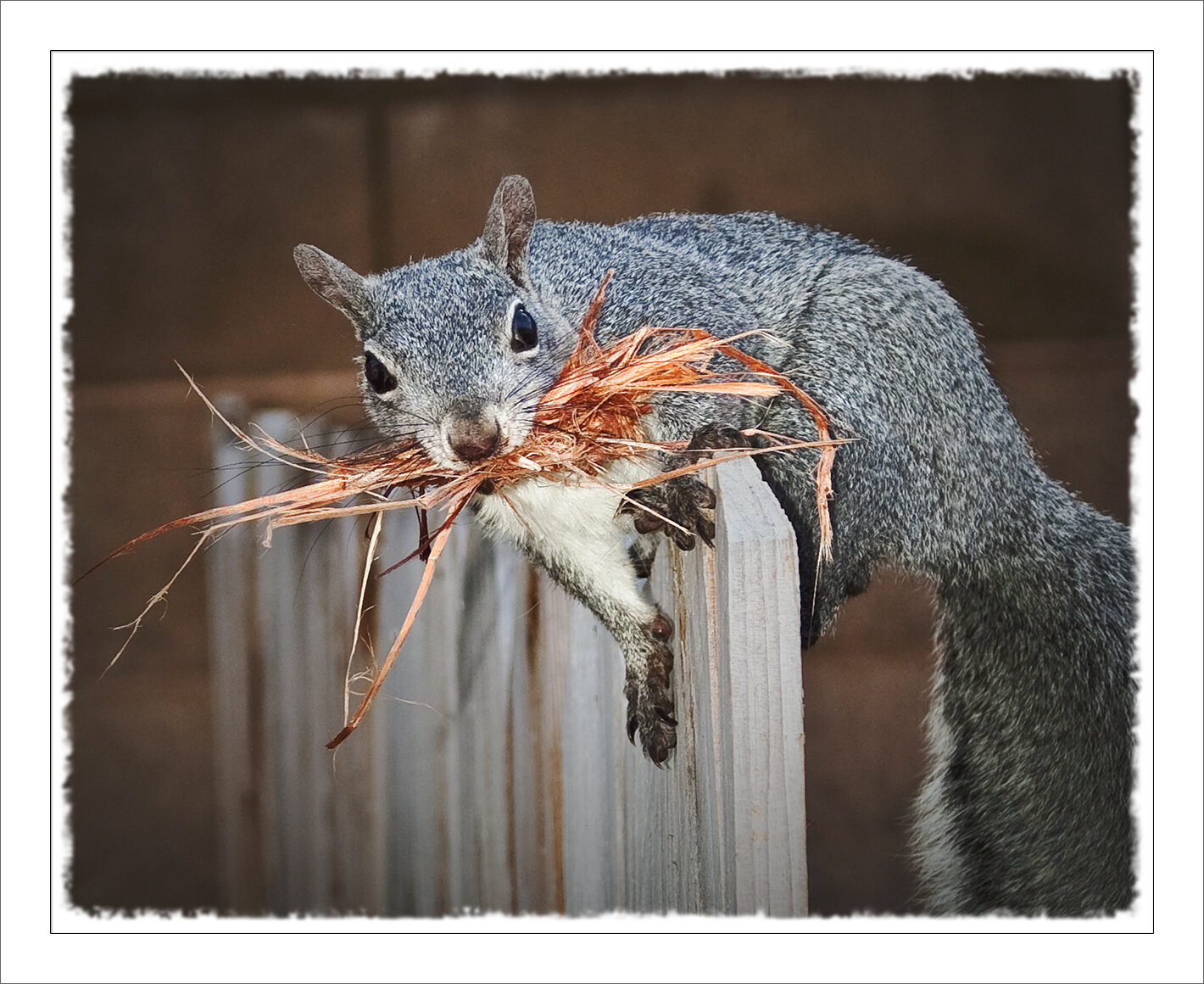 Gathering Nesting Material