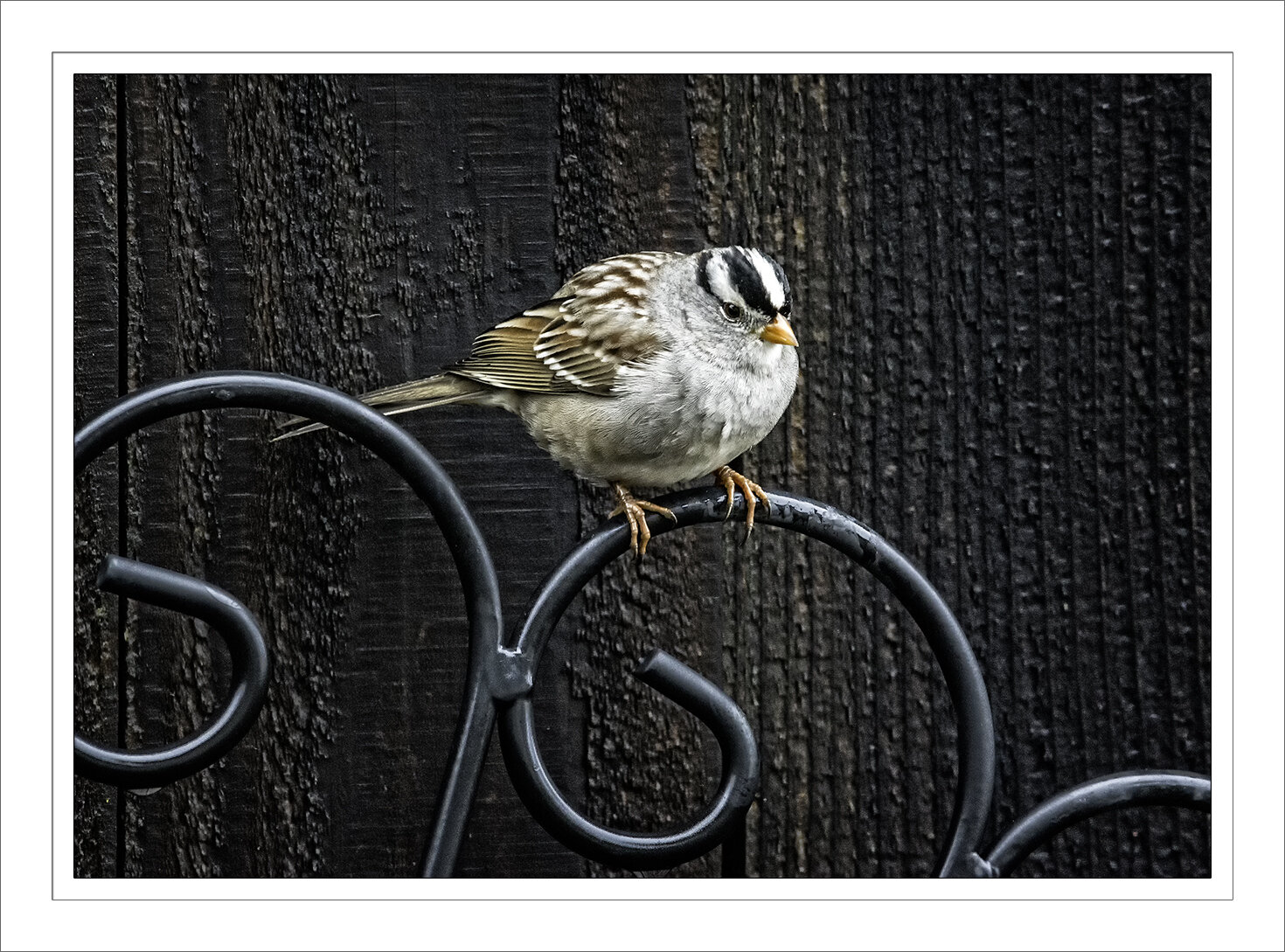 White Crown Sparrow Posing