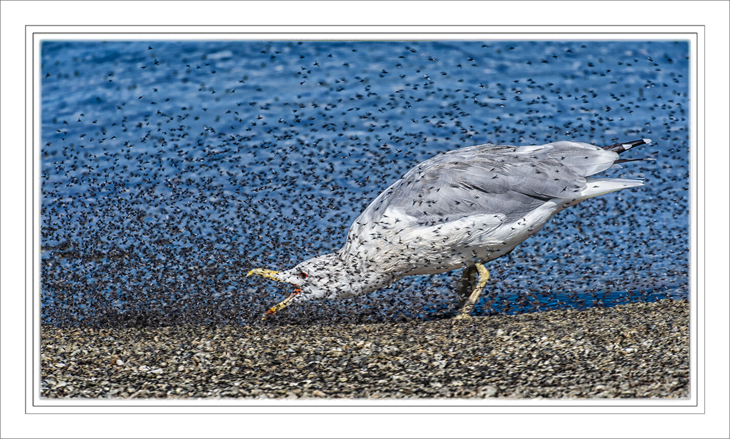 California Gull and Alkali Flies
