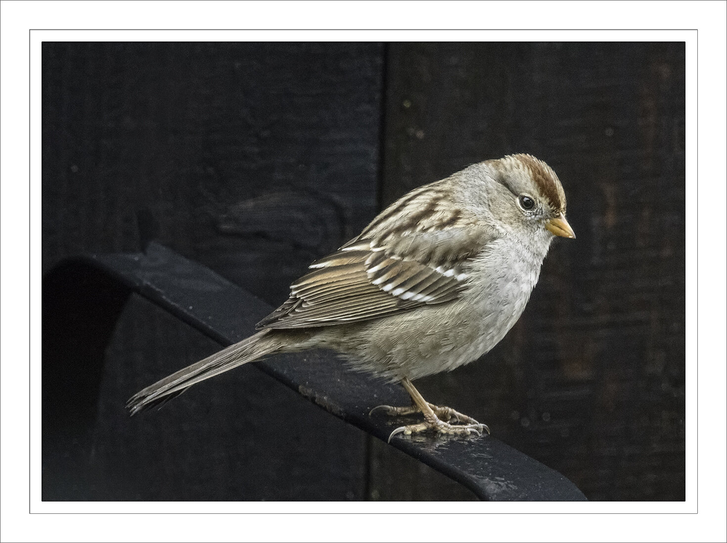 White Crowned Sparrow, Juvenile
