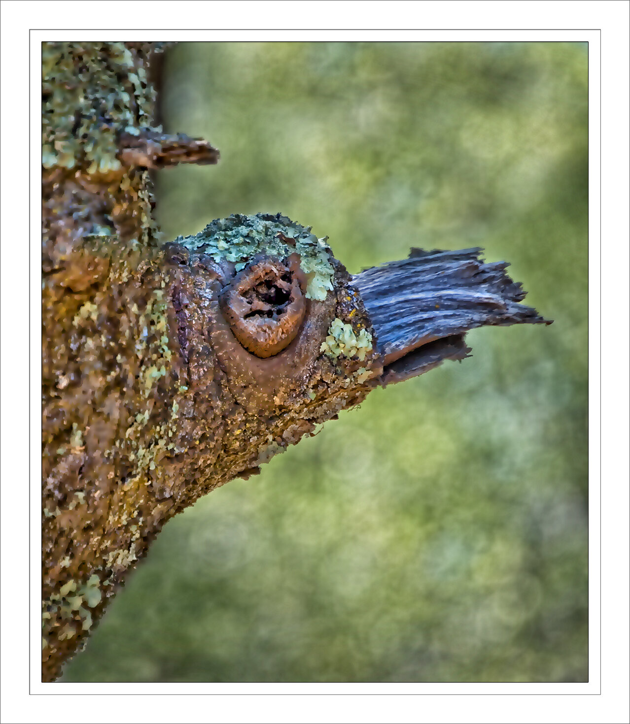 The Great Blue-Billed Oak Bird