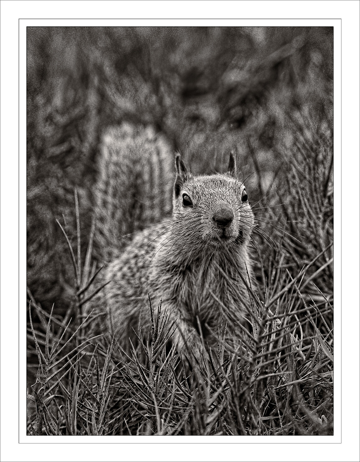 Point Lobos Squirrel