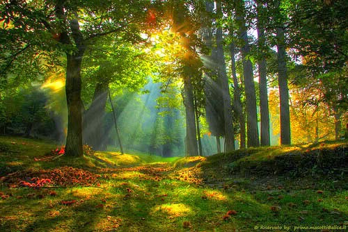 forest+of+the+Malikuun.jpg