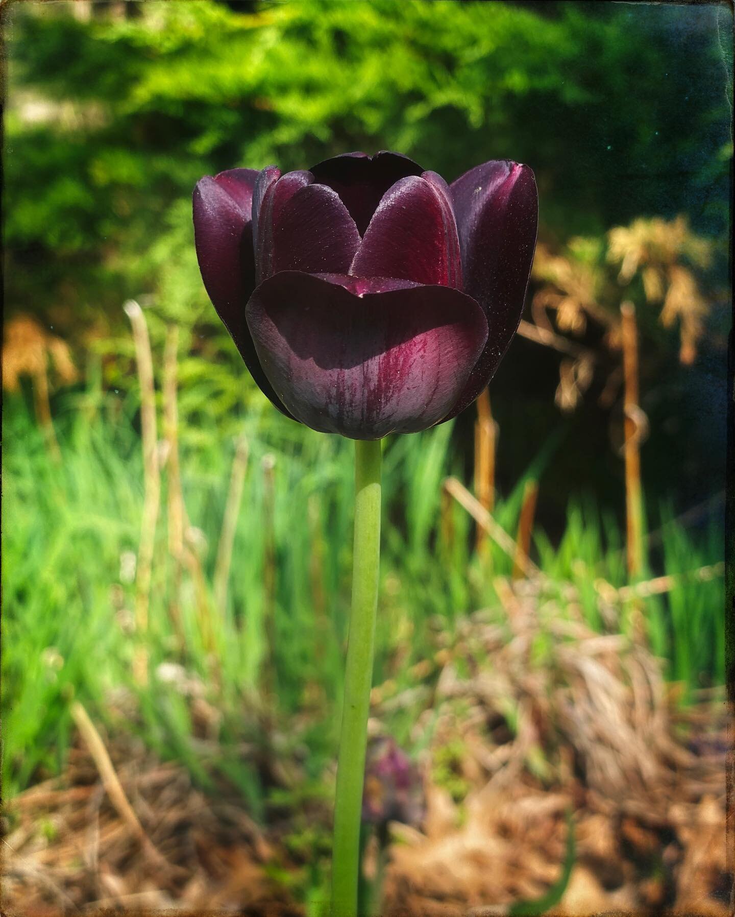 Queen of the night Tulip 

#allthefeels #speakingmylanguage #queenofthenight #tulip #signs