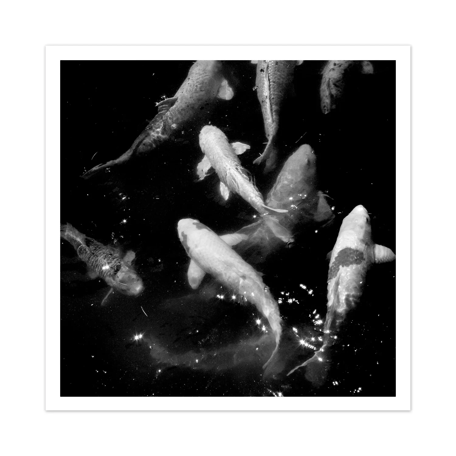 koi.jpg