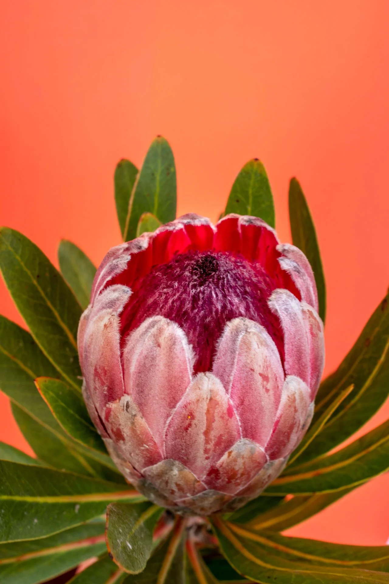Flowers_396.jpeg
