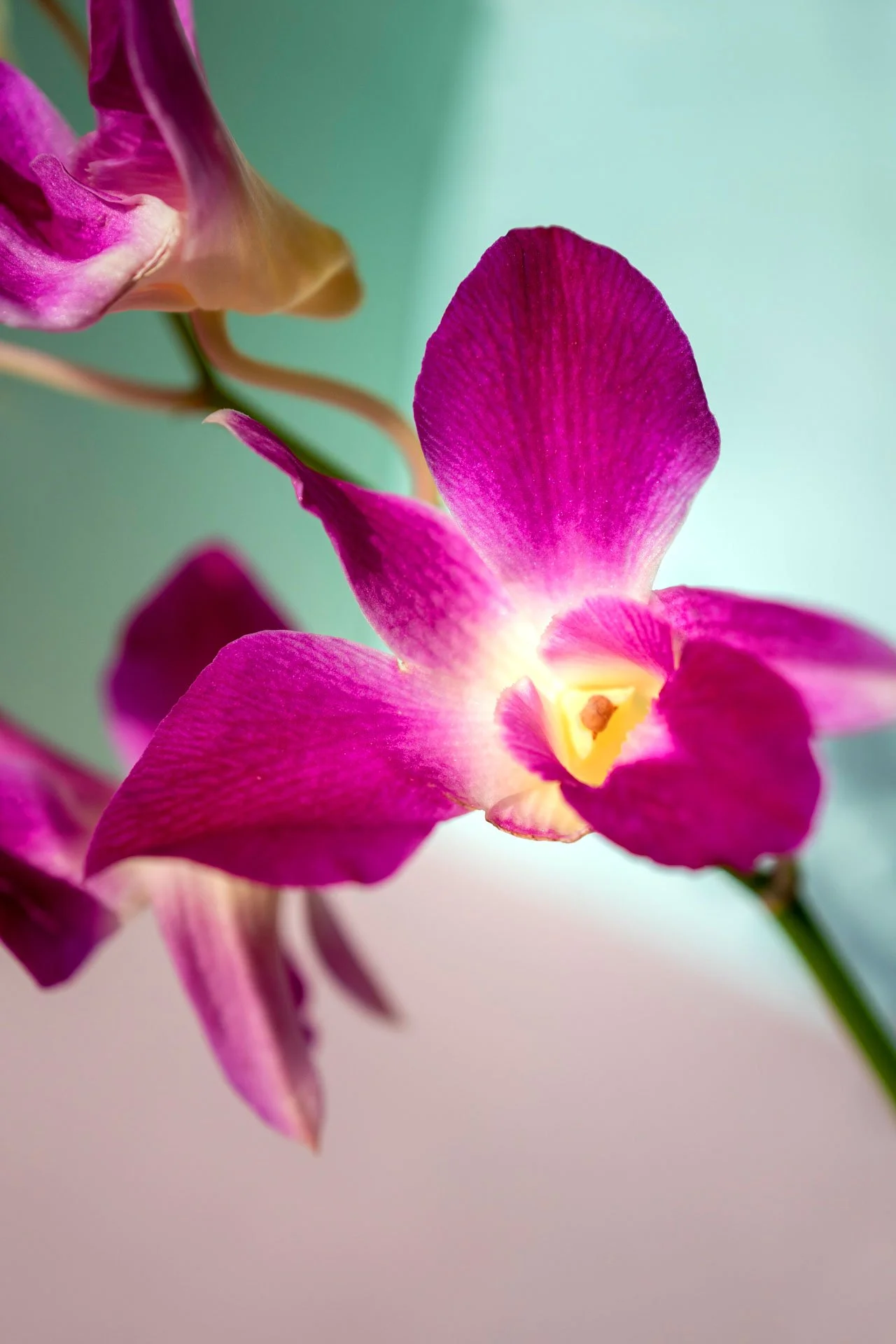 Flowers_096.jpeg