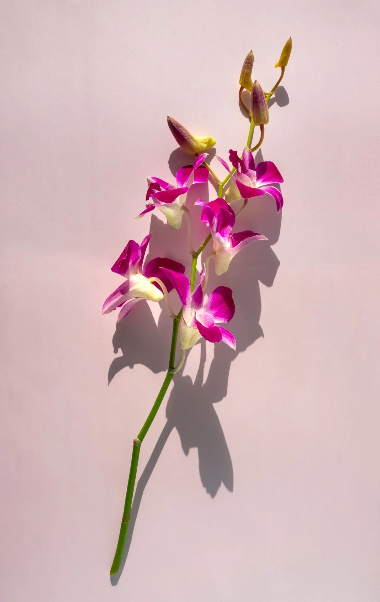 Fleur_0477.jpeg