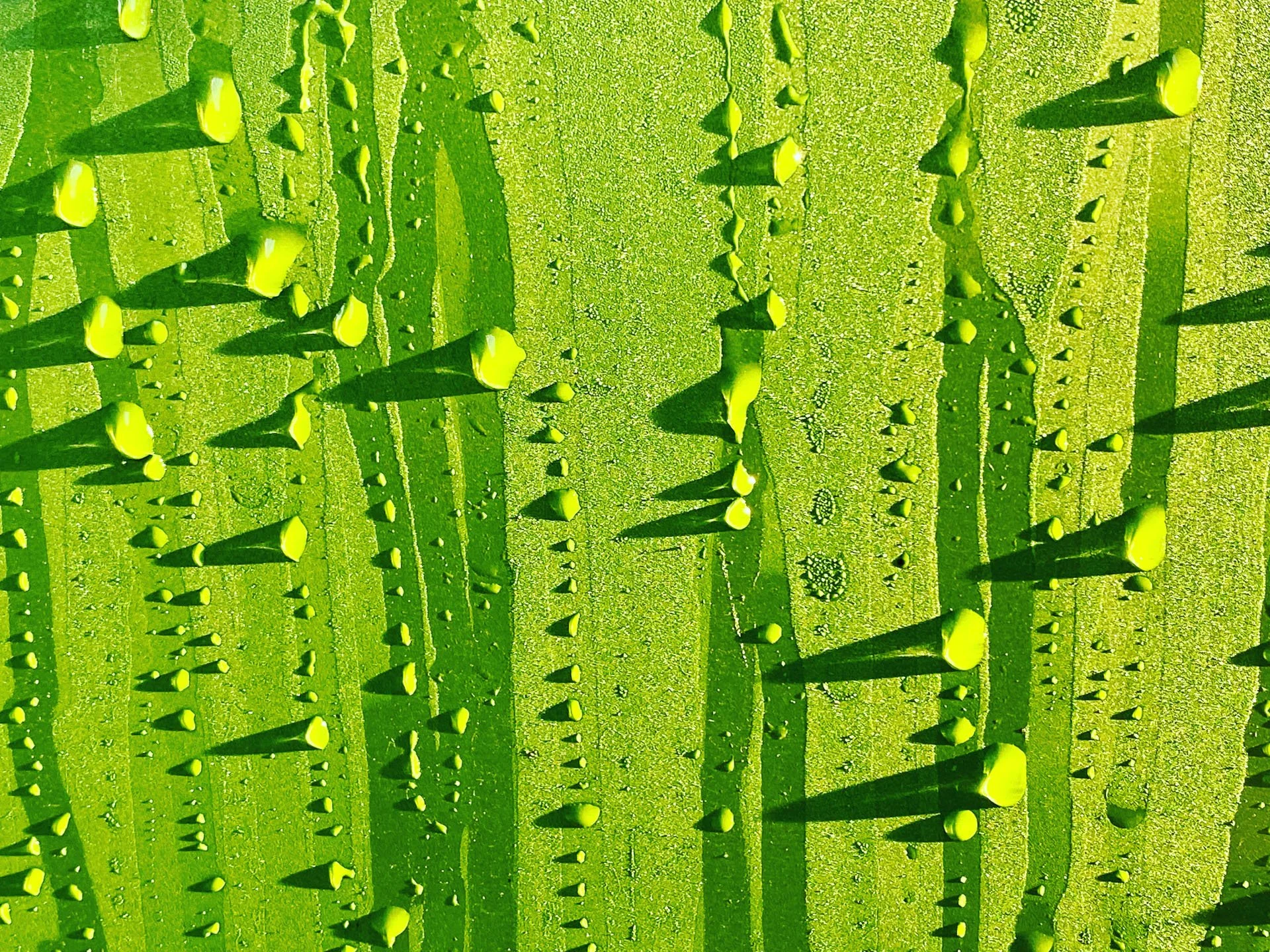 F136202B-0C07-4D9A-8457-1591D4690FD7.jpeg