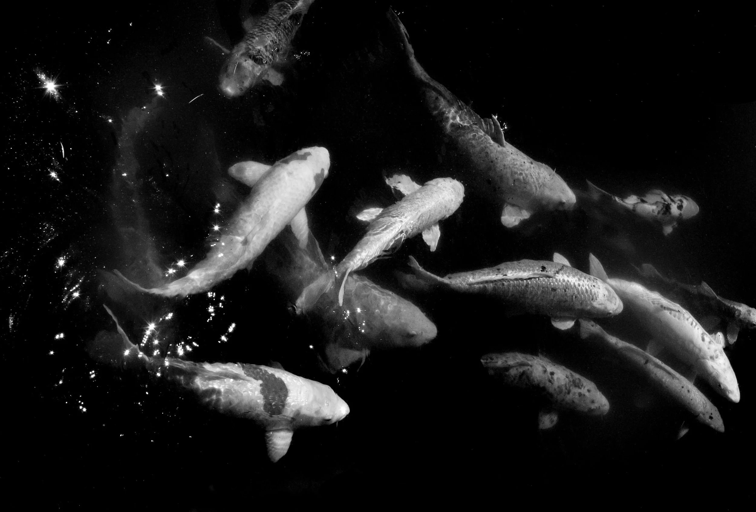 Black & White Photography