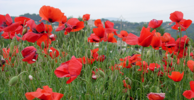 Poppies.png