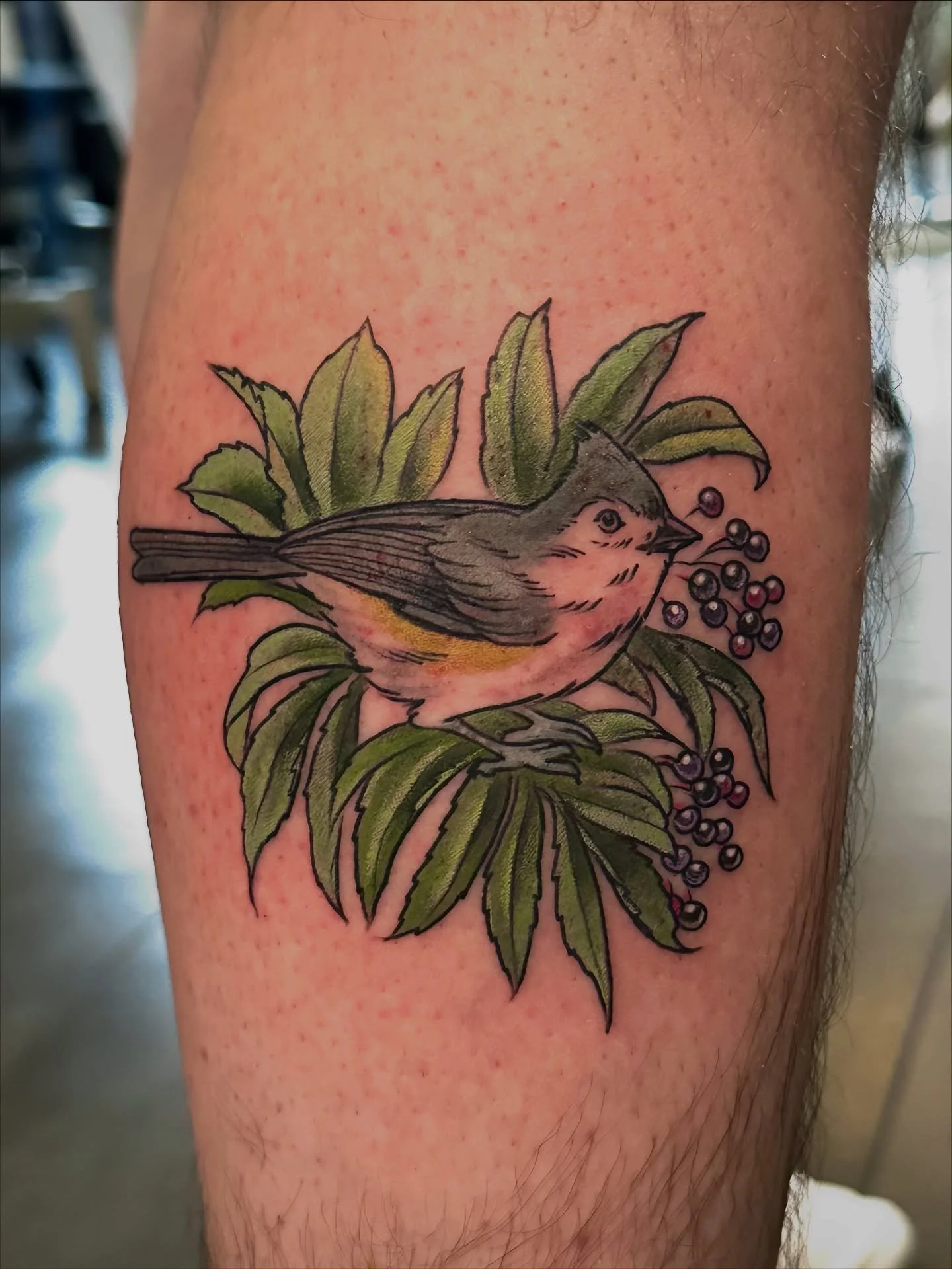 A tufted titmouse for Jon from my flash! Thank you so much for getting this sweet little friend!
.
#mntattoo #mntattooers #mntattooartist #minneapolistattoo #minneapolistattooartist #minneapolistattooer #midwesttattoo #midwesttattooartist #midwesttat