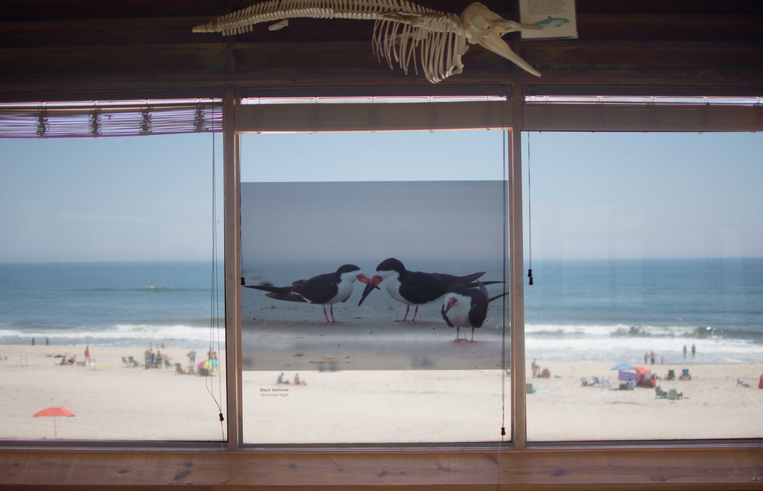  Black Skimmer,&nbsp;Kyle Kusa 