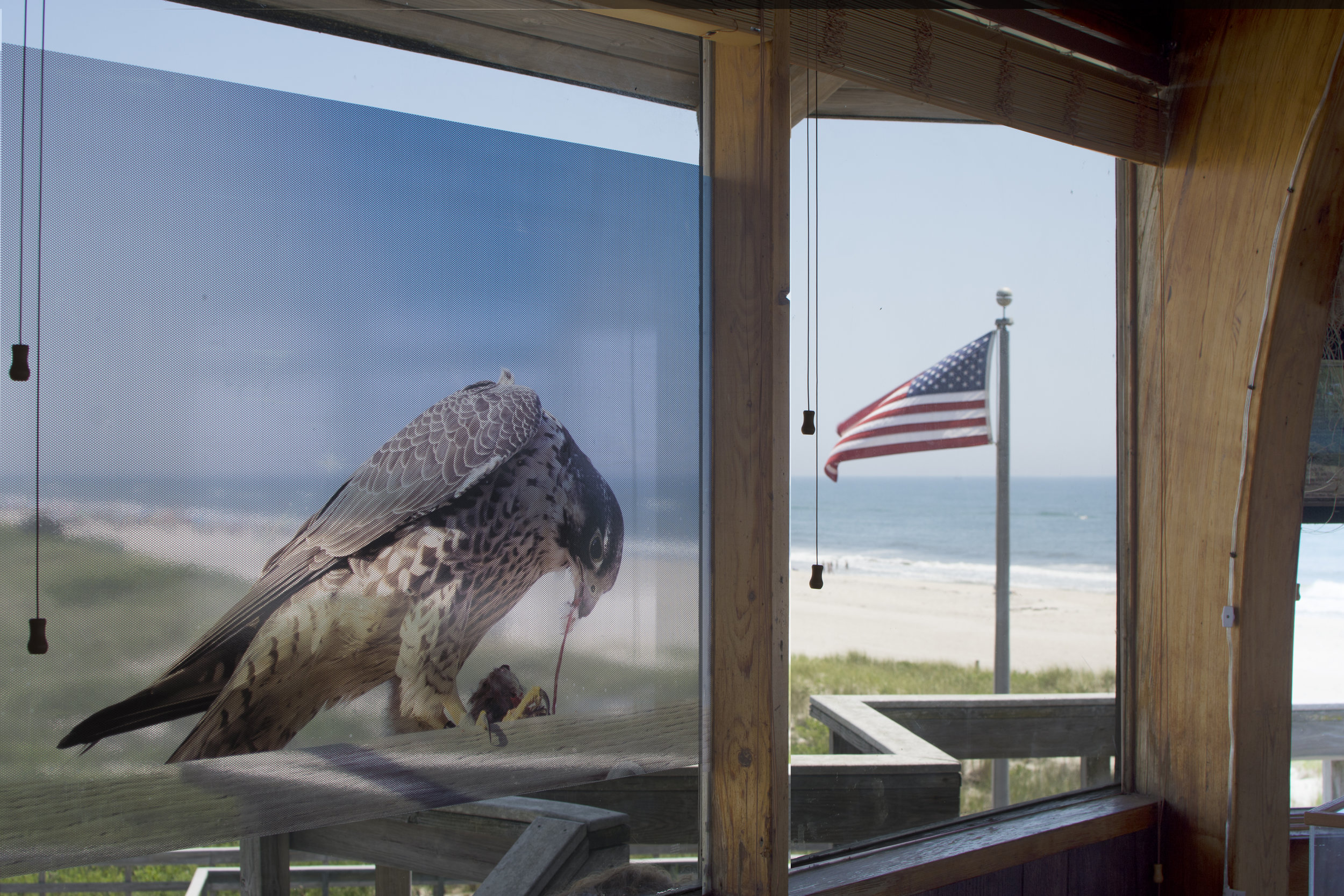  Peregrine Falcon, Kyle Kusa 