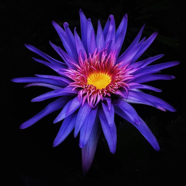 A photo of a water lily from a few years ago I just found. Nice colors in this flower
