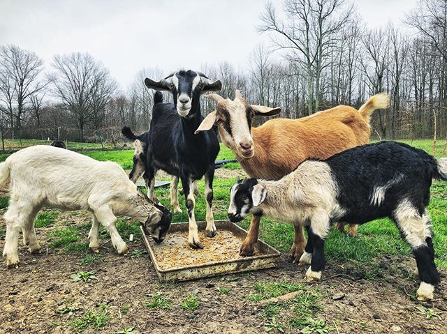 Goats 🐐